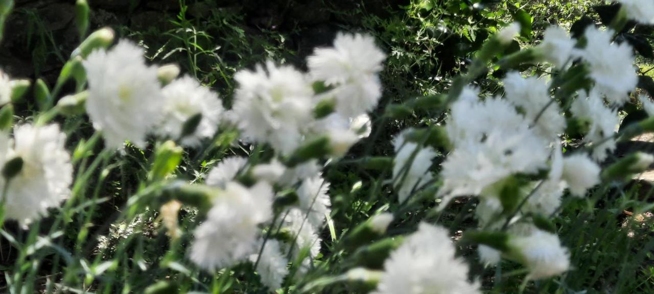 Apartmán Vecchio Mulino Fontona Girasole Chiesanuova  Exteriér fotografie